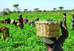 Nigeria’s Agriculture sector (Job Markets)