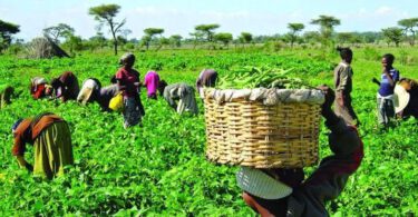 Nigeria’s Agriculture sector (Job Markets)
