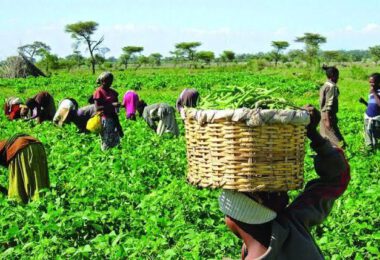 Nigeria’s Agriculture sector (Job Markets)